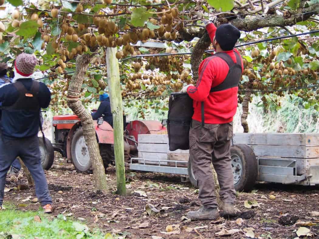 Navigating New Zealand Employment Laws for Casual Employees